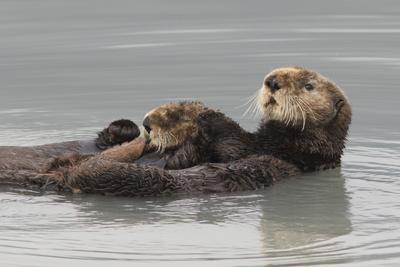 Sea Otters, Mother with Pup