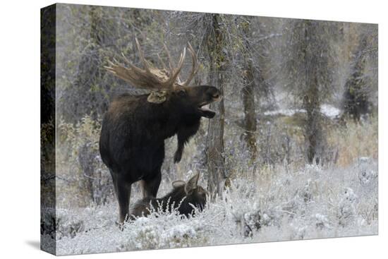 Stretched Canvas Print, , large