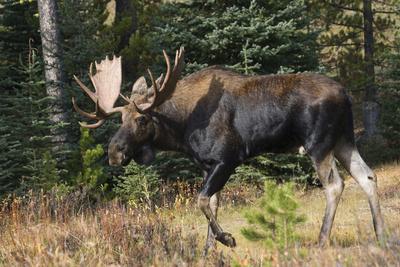 Shiras Bull Moose
