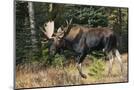 Wood Mount