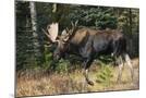 Wood Mount