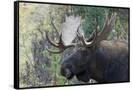 Canvas Black