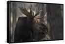 Canvas Black