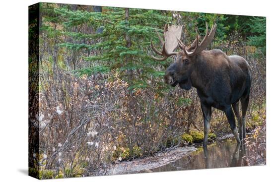 Stretched Canvas Print, , large