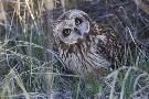 Just the Print