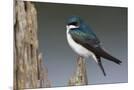 Wood Mount
