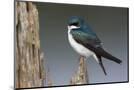 Wood Mount