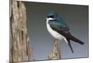 Wood Mount