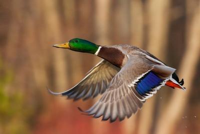 USA, Washington State. Nisqually National Wildlife Refuge, mallard
