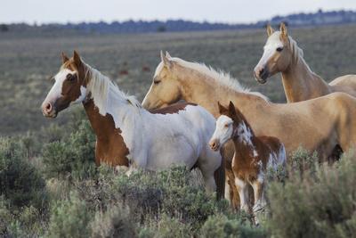 Wild horses, Mustangs