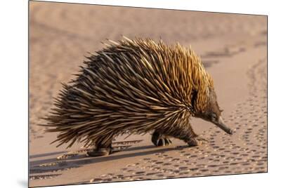 Short-Beaked Echidna' Photographic Print - Ken Griffiths
