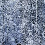 Snow on Aspen Trees in Forest-Ken Redding-Framed Stretched Canvas