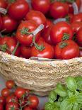 Sicily, Italy, Western Europe, Tomatoes and Basil, Staple Items in the Southern Italian Kitchen-Ken Scicluna-Photographic Print