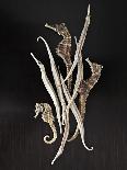 Dried Seahorses-Ken Seet-Stretched Canvas