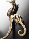 Dried Seahorses and Pipefish-Ken Seet-Stretched Canvas
