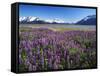 Kenai National Wildlife Refuge, Lupines in Bloom and Kenai Mountains, Alaska, USA-Adam Jones-Framed Stretched Canvas