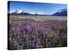 Kenai National Wildlife Refuge, Lupines in Bloom and Kenai Mountains, Alaska, USA-Adam Jones-Stretched Canvas