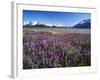 Kenai National Wildlife Refuge, Lupines in Bloom and Kenai Mountains, Alaska, USA-Adam Jones-Framed Photographic Print