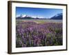 Kenai National Wildlife Refuge, Lupines in Bloom and Kenai Mountains, Alaska, USA-Adam Jones-Framed Photographic Print