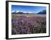 Kenai National Wildlife Refuge, Lupines in Bloom and Kenai Mountains, Alaska, USA-Adam Jones-Framed Photographic Print