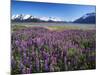 Kenai National Wildlife Refuge, Lupines in Bloom and Kenai Mountains, Alaska, USA-Adam Jones-Mounted Photographic Print