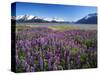 Kenai National Wildlife Refuge, Lupines in Bloom and Kenai Mountains, Alaska, USA-Adam Jones-Stretched Canvas