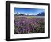 Kenai National Wildlife Refuge, Lupines in Bloom and Kenai Mountains, Alaska, USA-Adam Jones-Framed Photographic Print