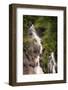 Kenai Peninsula. Two waterfalls surrounded by pine trees-Janet Muir-Framed Photographic Print