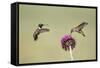 Kendall County, Texas. Black Chinned Hummingbird Feeding at Thistle-Larry Ditto-Framed Stretched Canvas