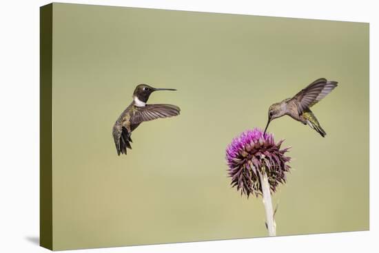 Kendall County, Texas. Black Chinned Hummingbird Feeding at Thistle-Larry Ditto-Stretched Canvas