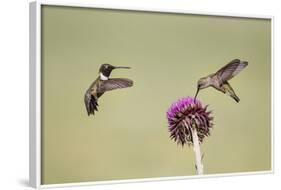 Kendall County, Texas. Black Chinned Hummingbird Feeding at Thistle-Larry Ditto-Framed Photographic Print