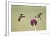 Kendall County, Texas. Black Chinned Hummingbird Feeding at Thistle-Larry Ditto-Framed Photographic Print