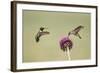 Kendall County, Texas. Black Chinned Hummingbird Feeding at Thistle-Larry Ditto-Framed Photographic Print