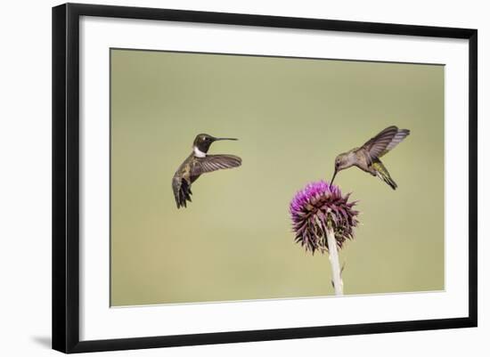 Kendall County, Texas. Black Chinned Hummingbird Feeding at Thistle-Larry Ditto-Framed Photographic Print