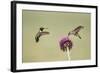 Kendall County, Texas. Black Chinned Hummingbird Feeding at Thistle-Larry Ditto-Framed Photographic Print