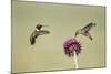 Kendall County, Texas. Black Chinned Hummingbird Feeding at Thistle-Larry Ditto-Mounted Photographic Print