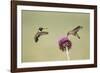 Kendall County, Texas. Black Chinned Hummingbird Feeding at Thistle-Larry Ditto-Framed Photographic Print