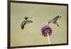 Kendall County, Texas. Black Chinned Hummingbird Feeding at Thistle-Larry Ditto-Framed Photographic Print