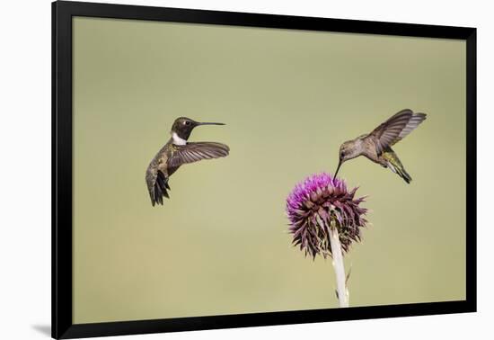 Kendall County, Texas. Black Chinned Hummingbird Feeding at Thistle-Larry Ditto-Framed Photographic Print