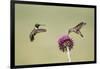 Kendall County, Texas. Black Chinned Hummingbird Feeding at Thistle-Larry Ditto-Framed Photographic Print