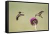 Kendall County, Texas. Black Chinned Hummingbird Feeding at Thistle-Larry Ditto-Framed Stretched Canvas