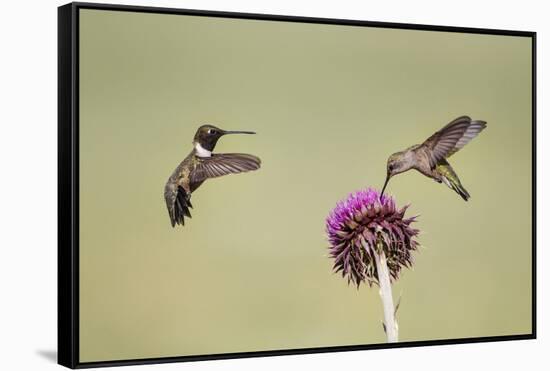 Kendall County, Texas. Black Chinned Hummingbird Feeding at Thistle-Larry Ditto-Framed Stretched Canvas