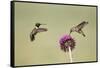 Kendall County, Texas. Black Chinned Hummingbird Feeding at Thistle-Larry Ditto-Framed Stretched Canvas