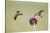 Kendall County, Texas. Black Chinned Hummingbird Feeding at Thistle-Larry Ditto-Stretched Canvas