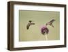 Kendall County, Texas. Black Chinned Hummingbird Feeding at Thistle-Larry Ditto-Framed Photographic Print