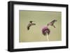 Kendall County, Texas. Black Chinned Hummingbird Feeding at Thistle-Larry Ditto-Framed Photographic Print