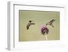 Kendall County, Texas. Black Chinned Hummingbird Feeding at Thistle-Larry Ditto-Framed Photographic Print