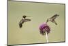 Kendall County, Texas. Black Chinned Hummingbird Feeding at Thistle-Larry Ditto-Mounted Photographic Print