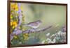 Kendall County, Texas. Chipping Sparrow Searching for Food-Larry Ditto-Framed Photographic Print