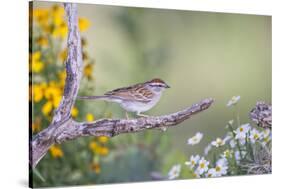 Kendall County, Texas. Chipping Sparrow Searching for Food-Larry Ditto-Stretched Canvas